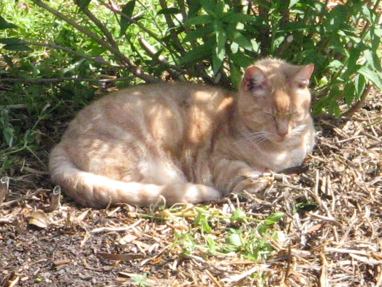 cat in the sun